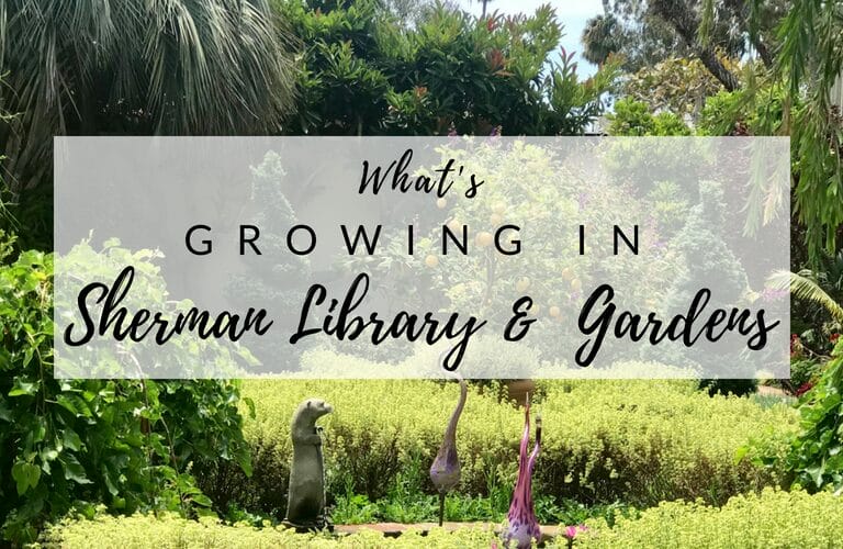 Hidden Gem: Sherman Library and Gardens featured image