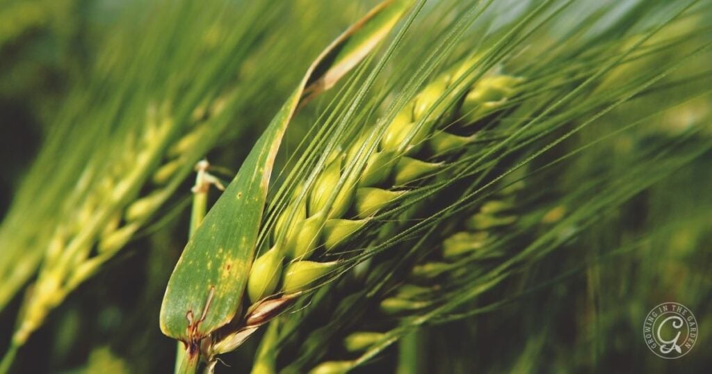 Close-up of green wheat stalks in a field with long, slender leaves and seed heads.
