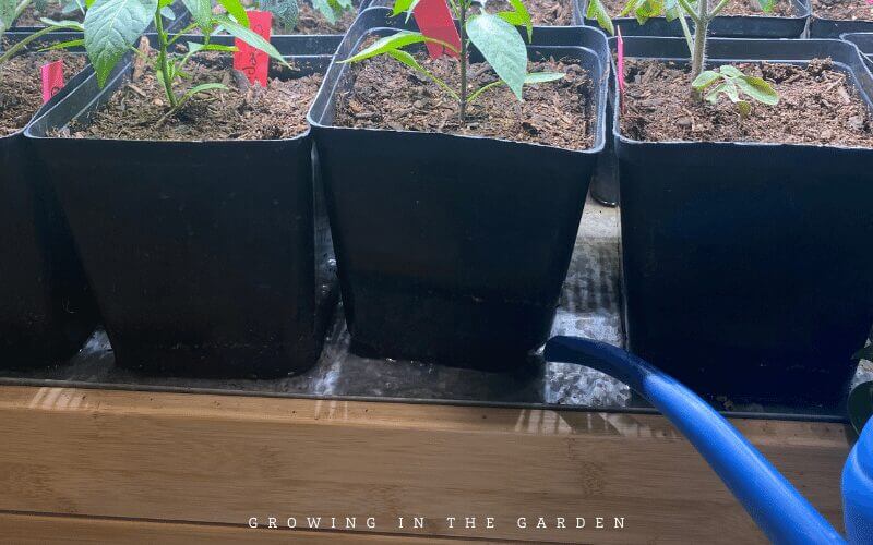 When & How to
Pot Up Seedlings