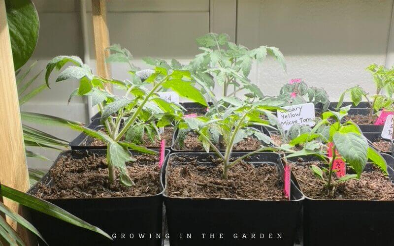 When & How to Pot Up Seedlings