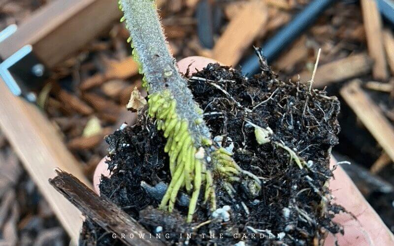 Roots growing along the stem of a tomato plant