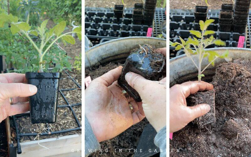 3. Pot seedlings into a new container