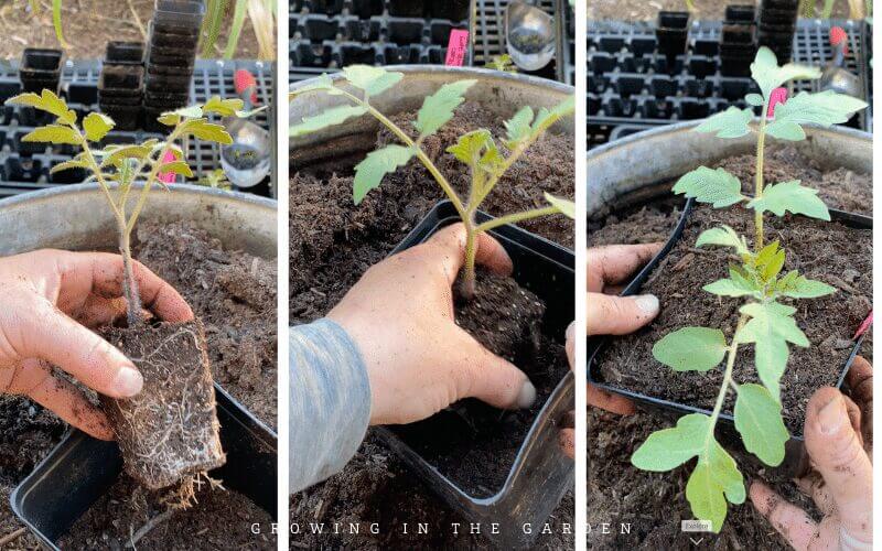3. Pot seedlings into a new container