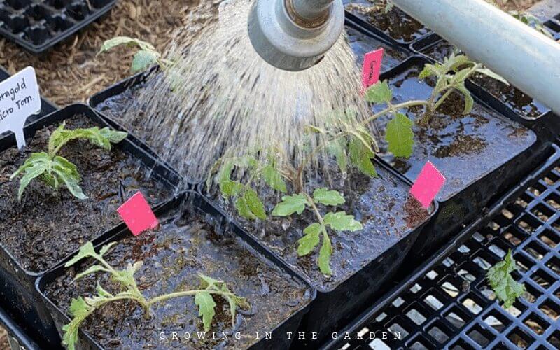 4. Water and feed newly-potted seedlings
