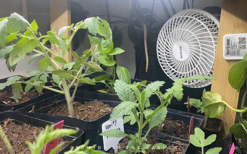 5. Care for potted-up seedlings until it’s time to transplant them into the garden