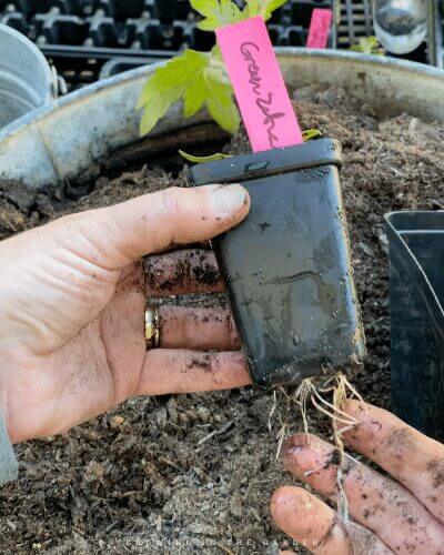 When & How to Pot Up Seedlings