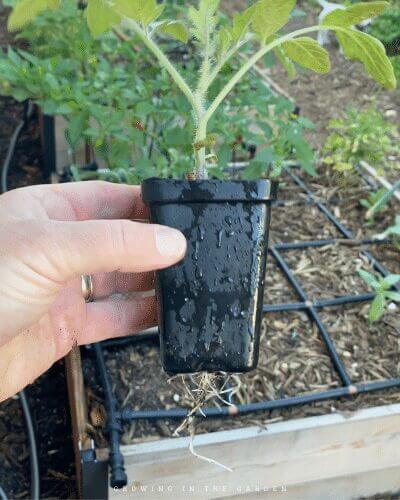 When & How to Pot Up Seedlings