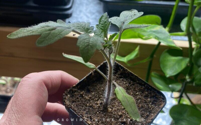 When & How to Pot Up Seedlings