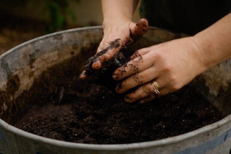 When & How to Pot Up Seedlings featured image