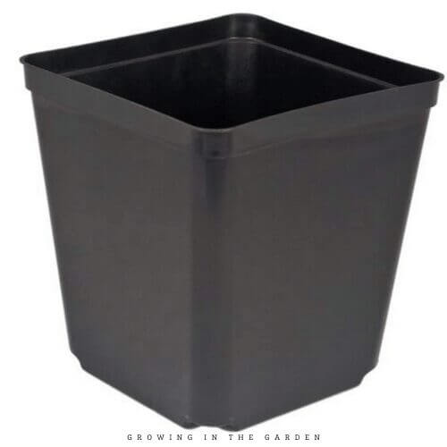 When & How to Pot Up Seedlings