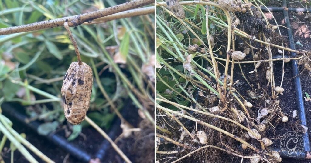 Peanuts growing in soil, with a close-up of a single peanut and plants being harvested, show how to grow peanuts from planting to harvest.