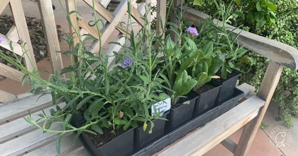 When to Leave the Seedlings Outside All Night