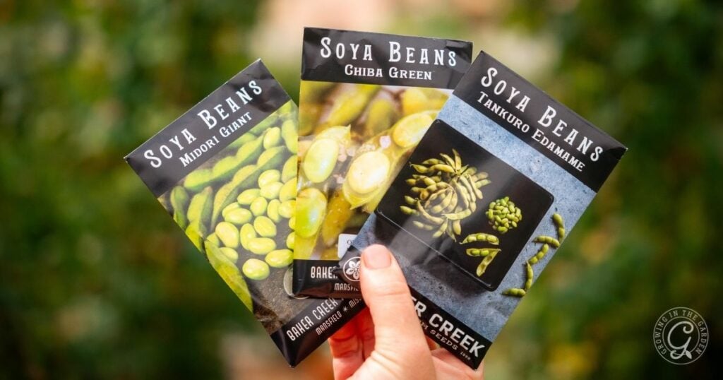 A hand holds three packets of soya bean seeds labeled Midori Giant, Ghiba Green, and Tankuro Edamame—ideal choices if youre learning how to grow edamame at home.