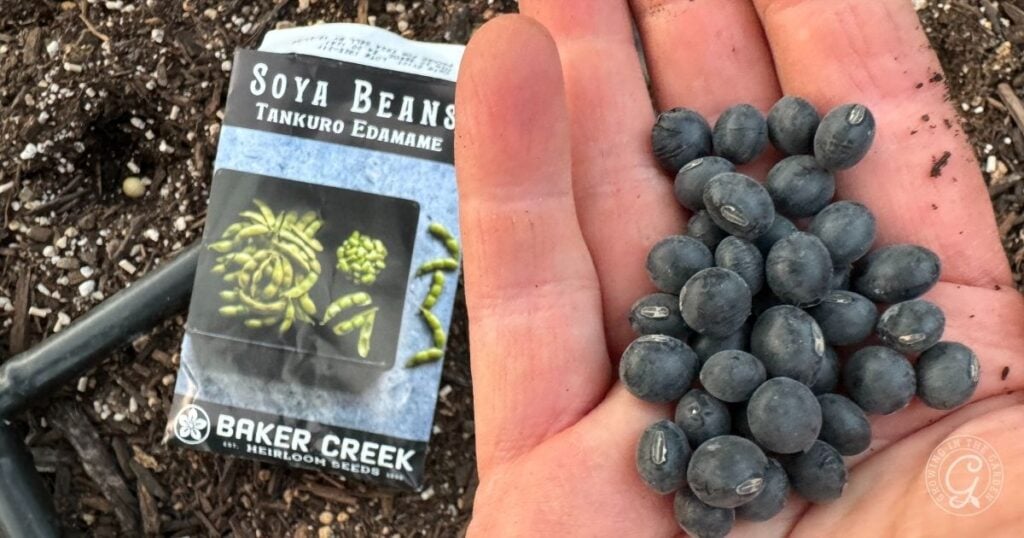 A hand holds black soybeans next to a Soya Beans Tankuro Edamame seed packet on soil, showing how to grow edamame right from planting the seeds.