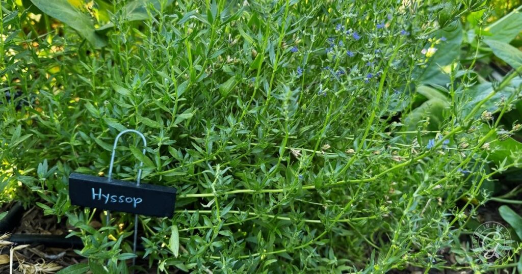 Green hyssop plant in a garden with a small black label reading Hyssop on a metal stake—perfect inspiration for anyone looking to grow hyssop or learn about hyssop care.