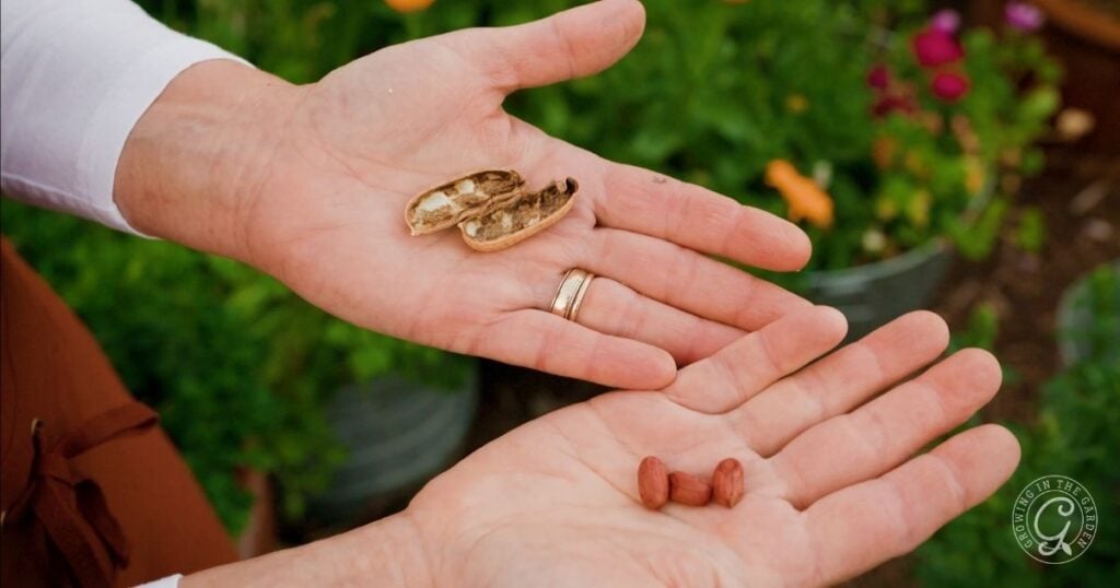 Two hands holding a dried peanut shell in one and two shelled peanuts in the other, perfect for illustrating how to grow peanuts, with lush plants in the background.