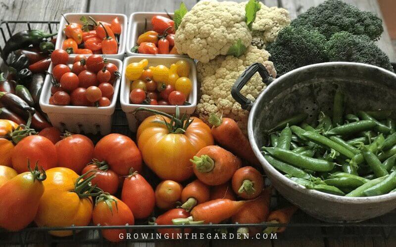 When to Plant Your Garden: How to Find a Planting Calendar for Your Area