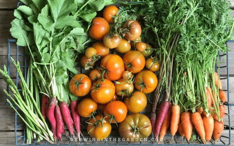 How can I find my hardiness zone?