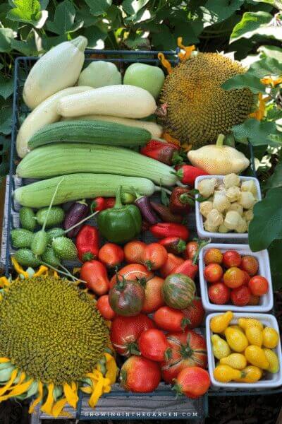 How can I find my average frost dates?