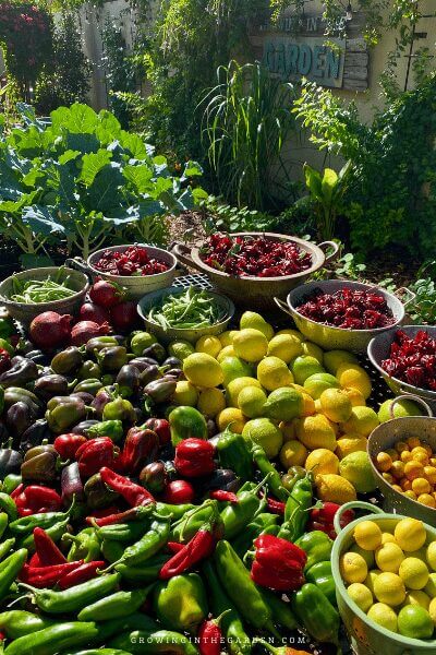 How can I find my average frost dates?