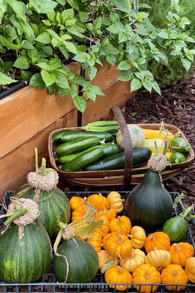 How can I find my average frost dates?