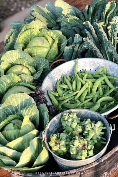 When to Plant Your Garden: How to Find a Planting Calendar for Your Area The low desert of Arizona includes cities in and around Phoenix, including Glendale, Scottsdale, Paradise Valley, Mesa, Tempe, Chandler, Gilbert, Peoria, Apache Junction, Buckeye, Fountain Hills, Tolleson, Surprise, Sun City, Queen Creek, and Goodyear.