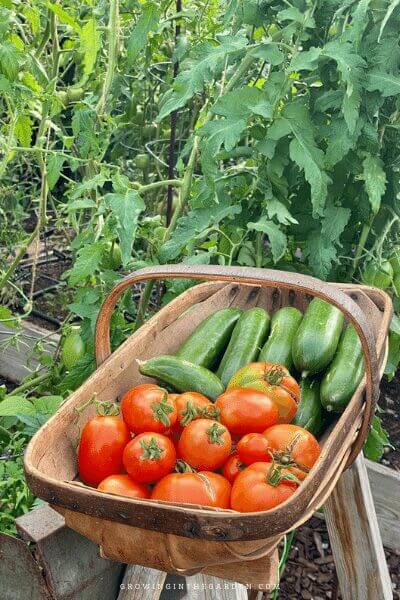 When to Plant Your Garden: How to Find a Planting Calendar for Your Area