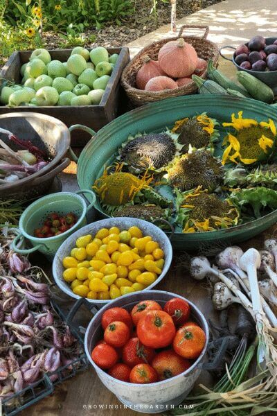 How can I find my average frost dates?