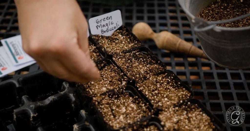 When to Start Seeds Indoors A Seed-Starting Guide for Low-Desert Vegetables