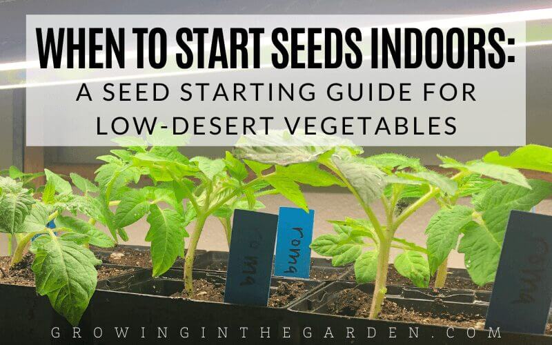 When to Start Seeds Indoors: A Seed-Starting Guide for Low-Desert Vegetables