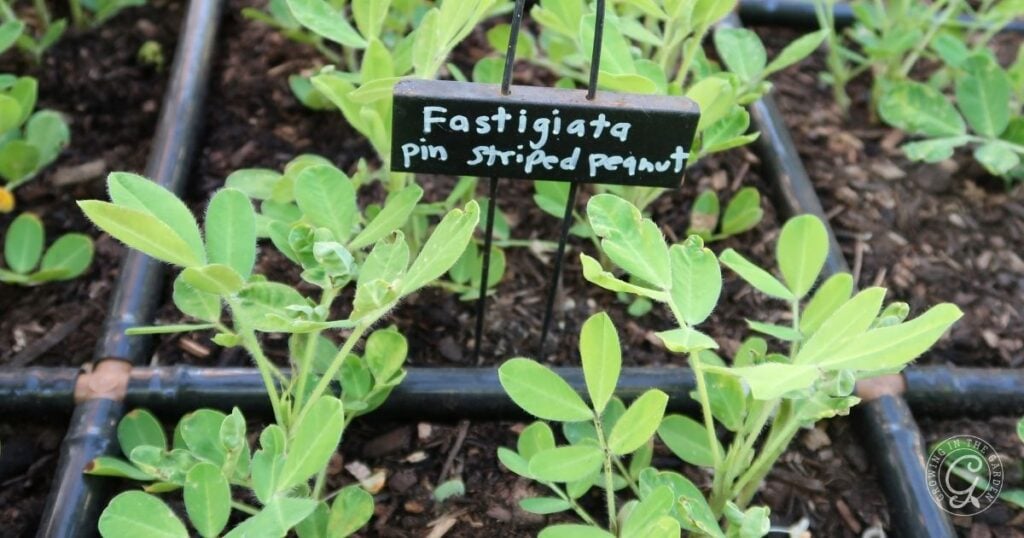 Young peanut plants in a garden bed, marked with a sign reading Fastigiata pin striped peanut. Perfect for those interested in how to grow peanuts at home.