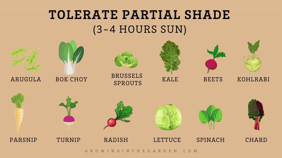 Vegetables, Herbs, & Flowers That Grow in Shade: 5 Tips for Shade Gardening