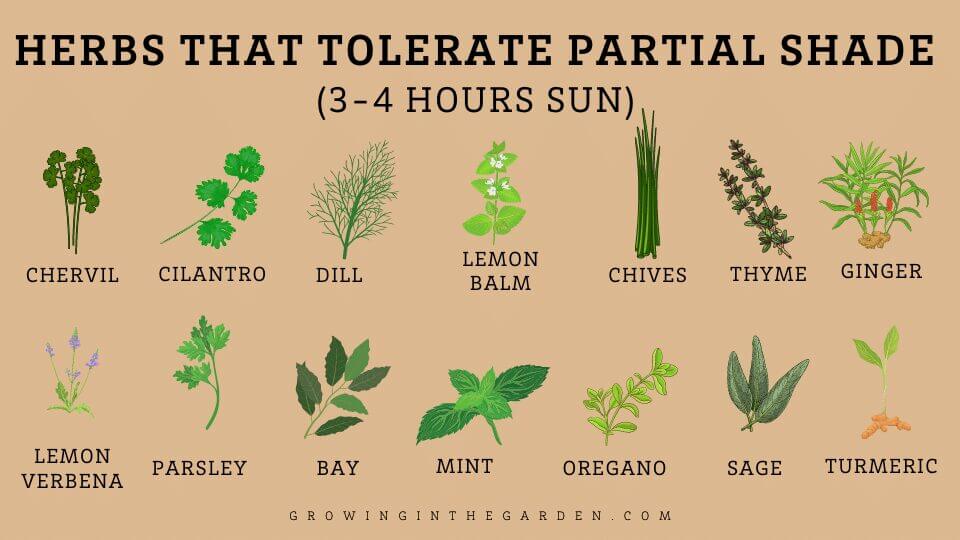 Herbs that tolerate partial shade