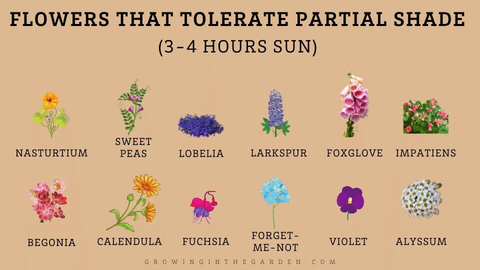 Vegetables, Herbs, & Flowers That Grow in Shade: 5 Tips for Shade Gardening