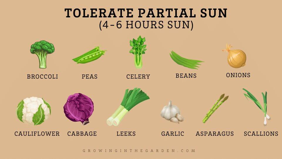 Vegetables, Herbs, & Flowers That Grow in Shade: 5 Tips for Shade Gardening