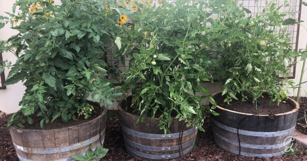 Whiskey barrel garden