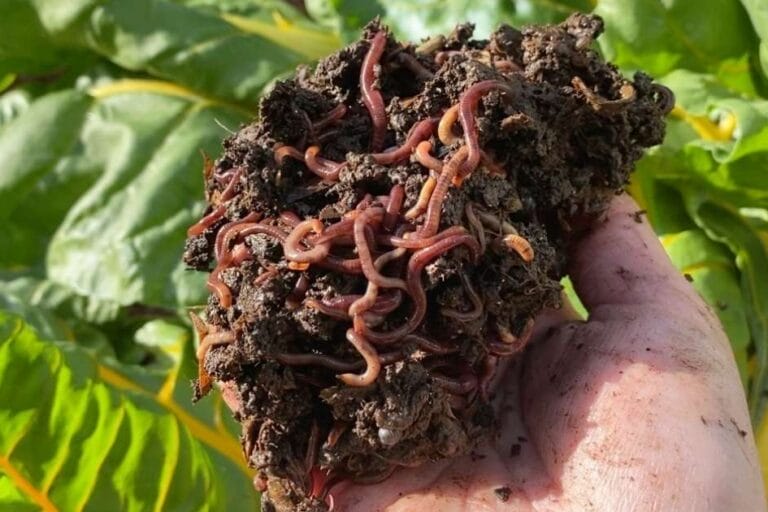 Why Add Worms to Your Garden: Benefits of Worm Castings featured image