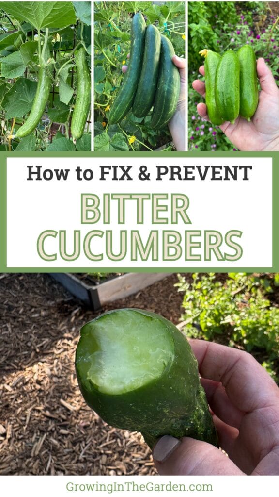 Why Are My Cucumbers Bitter?  5 Tips to Prevent Bitter Cucumbers