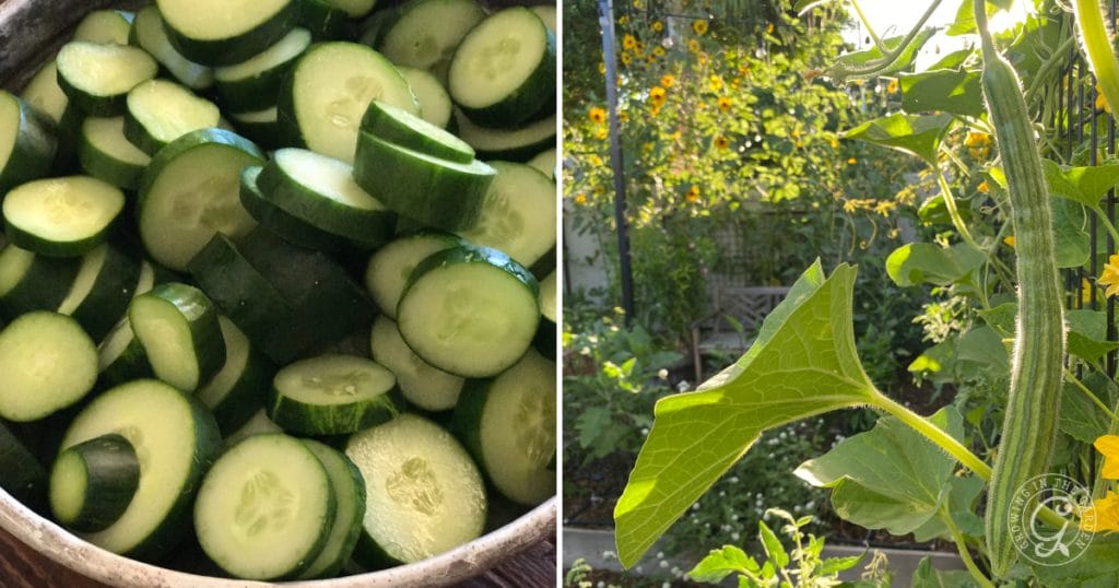 Why Are My Cucumbers Bitter? 5 Tips to Prevent Bitter Cucumbers