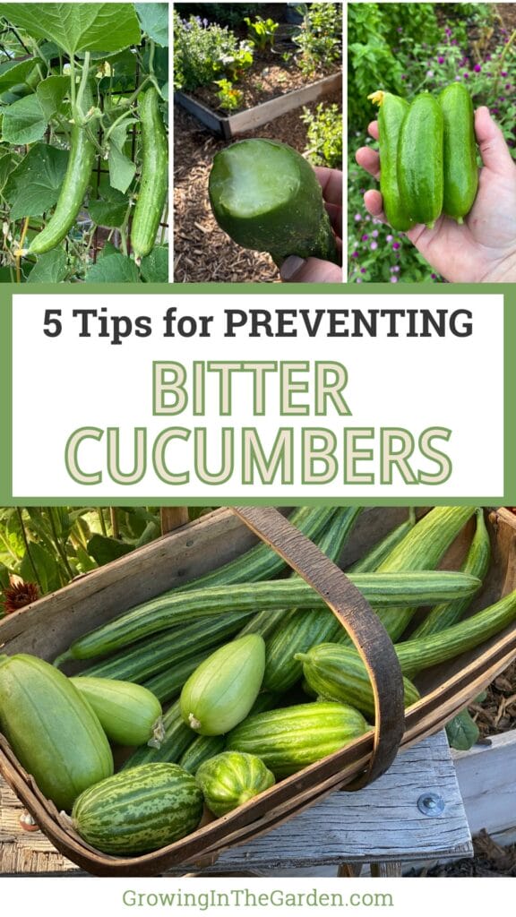 Why Are My Cucumbers Bitter? 5 Tips to Prevent Bitter Cucumbers