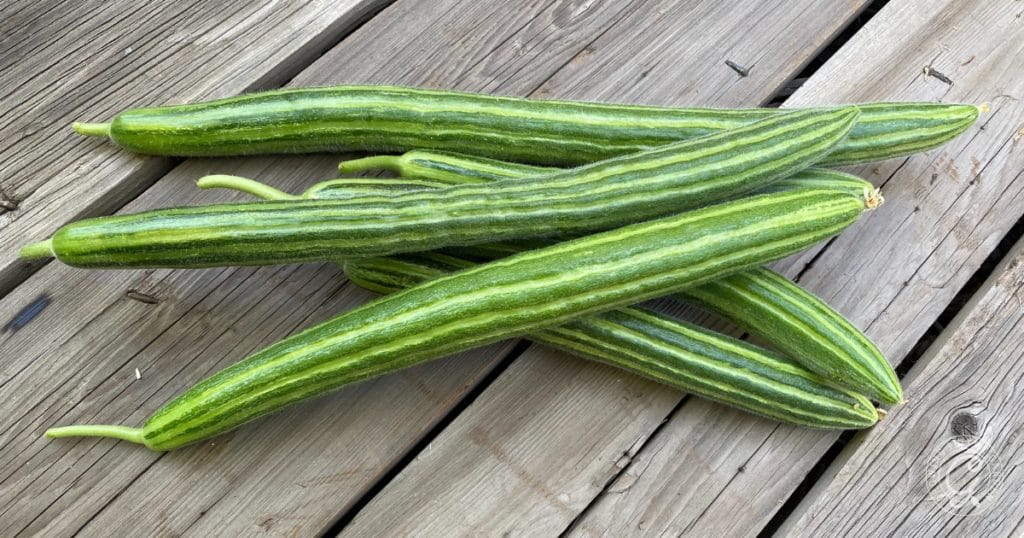 Why Are My Cucumbers Bitter? 5 Tips to Prevent Bitter Cucumbers