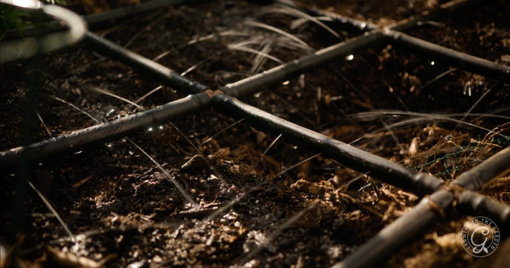 Why Are My Cucumbers Bitter? 5 Tips to Prevent Bitter Cucumbers