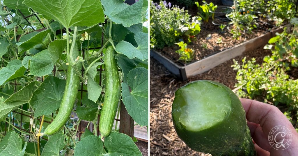 Why Are My Cucumbers Bitter? 5 Tips to Prevent Bitter Cucumbers