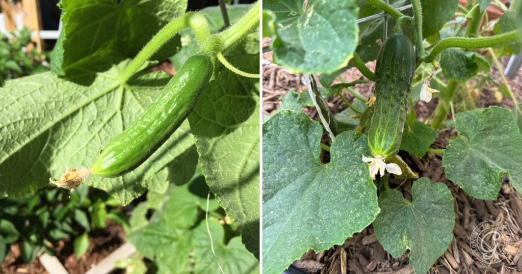 Why Are My Cucumbers Bitter? 5 Tips to Prevent Bitter Cucumbers