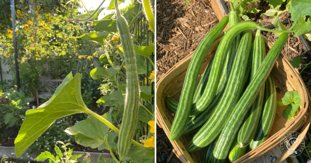 Why Are My Cucumbers Bitter? 5 Tips to Prevent Bitter Cucumbers