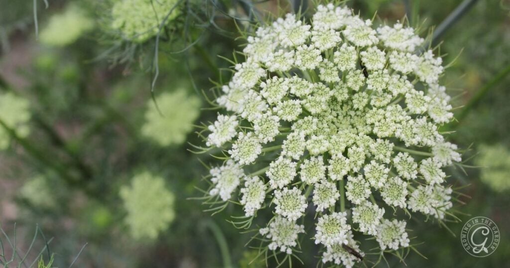 Close-up of a Queen Anne’s lace flower, a wild relative of bolting carrots, with small white blossoms in an umbrella-like cluster against a blurred green background.