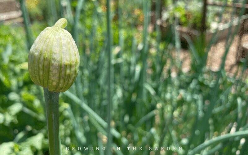What To Do When Onions Bolt