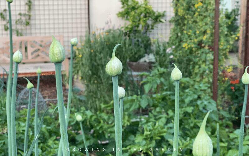 Bolting or flowering onions and what to do about them