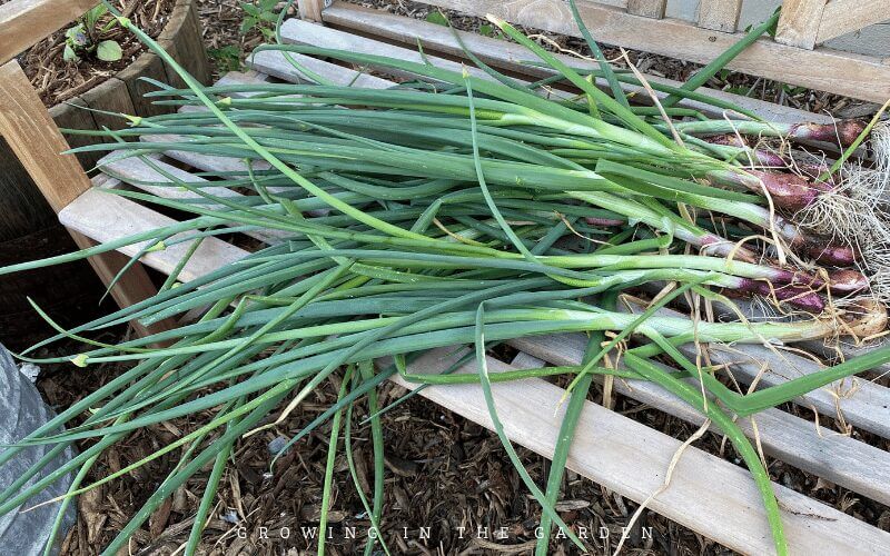 Bolting or flowering onions and what to do about them