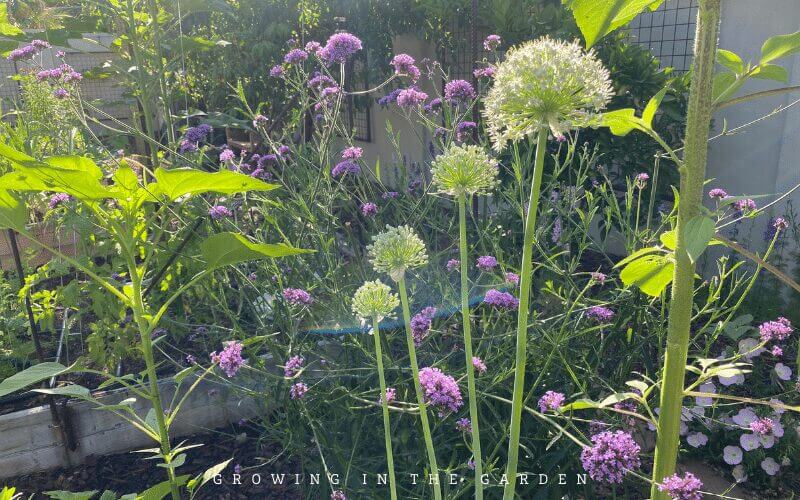 Bolting or flowering onions and what to do about them